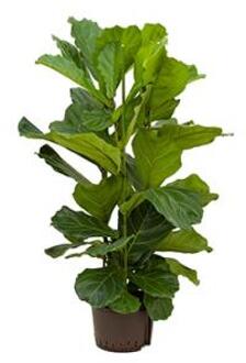 Plantenwinkel Ficus lyrata 3pp S hydrocultuur plant Groen