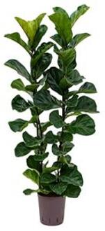 Plantenwinkel Ficus lyrata bambino 2pp hydrocultuur plant Groen