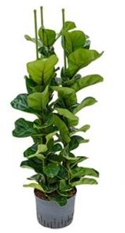 Plantenwinkel Ficus lyrata bambino 3pp M hydrocultuur plant Groen