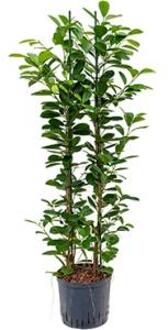 Plantenwinkel Ficus moclame 2pp hydrocultuur plant Groen