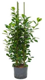 Plantenwinkel Ficus moclame 3pp M hydrocultuur plant Groen