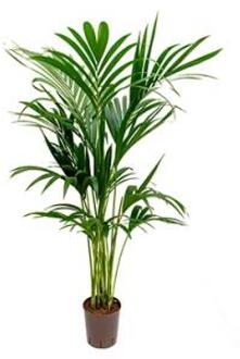 Plantenwinkel Kentia palm forsteriana ballina hydrocultuur plant Groen