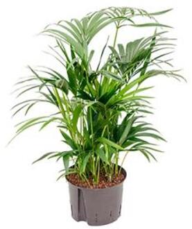 Plantenwinkel Kentia palm forsteriana grafton hydrocultuur plant Groen