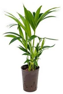 Plantenwinkel Kentia palm forsteriana hobart hydrocultuur plant Groen