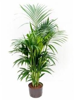 Plantenwinkel Kentia palm forsteriana melbourne hydrocultuur plant Groen