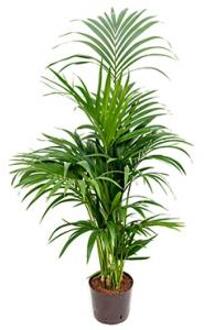 Plantenwinkel Kentia palm forsteriana pureba hydrocultuur plant Groen