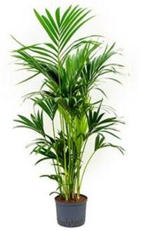 Plantenwinkel Kentia palm forsteriana sydney hydrocultuur plant Groen