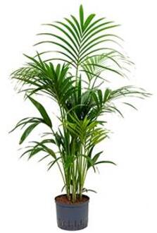 Plantenwinkel Kentia palm forsteriana yamba hydrocultuur plant Groen