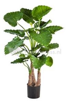 Plantenwinkel Kunstplant Alocasia calidora L Groen