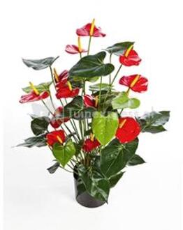 Plantenwinkel Kunstplant Anthurium red Groen