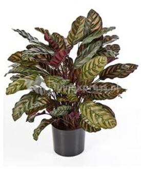 Plantenwinkel Kunstplant Calathea red L Groen