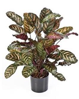 Plantenwinkel Kunstplant Calathea red M Groen