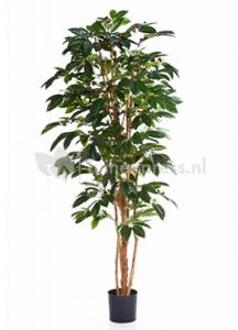 Plantenwinkel Kunstplant Coffea arabica L Groen