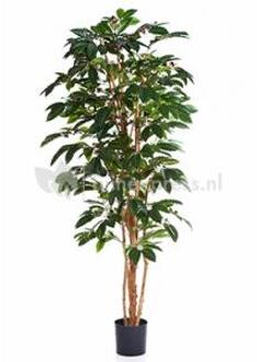 Plantenwinkel Kunstplant Coffea arabica XL Groen