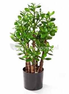 Plantenwinkel Kunstplant Crassula ovata M Groen