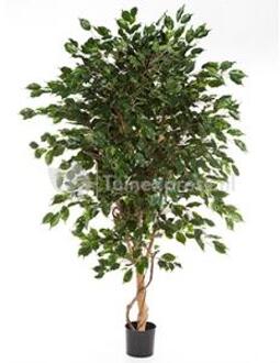 Plantenwinkel Kunstplant Ficus exotica de luxe M Groen