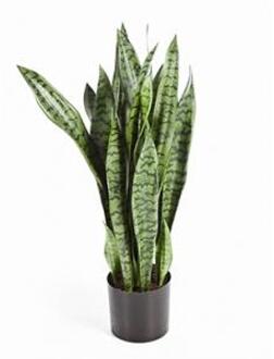 Plantenwinkel Kunstplant Sansevieria M Groen