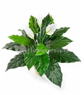 Plantenwinkel Kunstplant Spathiphyllum M Groen