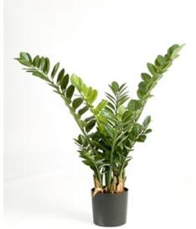 Plantenwinkel Kunstplant Zamioculcas Smaragd M Groen