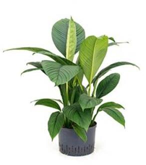 Plantenwinkel Lepelplant Spathiphyllum sensation L hydrocultuur plant Groen
