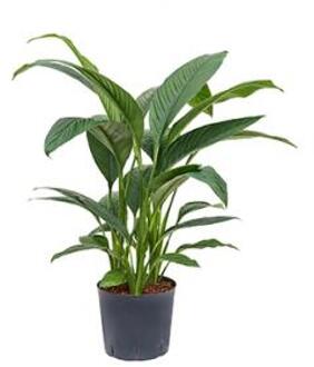 Plantenwinkel Lepelplant Spathiphyllum sensation M hydrocultuur plant Groen