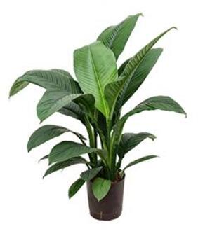 Plantenwinkel Lepelplant Spathiphyllum sensation S hydrocultuur plant Groen