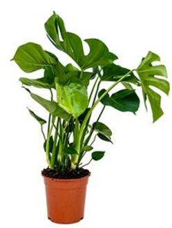Plantenwinkel Monstera Deliciosa M gatenplant kamerplant Groen