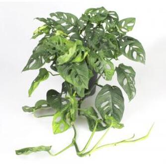 Plantenwinkel Monstera obliqua XS gatenplant kamerplant Groen