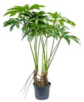 Plantenwinkel Philodendron fun bun L kamerplant Groen