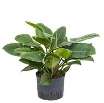 Plantenwinkel Philodendron imperial green M hydrocultuur plant Groen