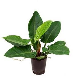 Plantenwinkel Philodendron imperial green S hydrocultuur plant Groen