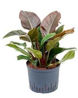 Plantenwinkel Philodendron imperial red L hydrocultuur plant Groen