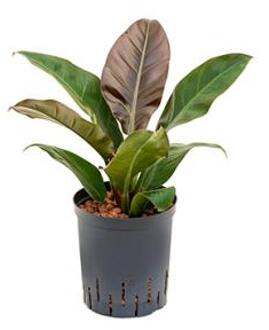 Plantenwinkel Philodendron imperial red M hydrocultuur plant Groen