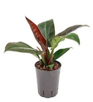 Plantenwinkel Philodendron imperial red S hydrocultuur plant Groen