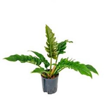 Plantenwinkel Philodendron narrow hydrocultuur plant Groen