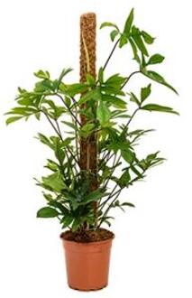 Plantenwinkel Philodendron pedatum mosstok 120 kamerplant Groen