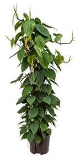 Plantenwinkel Philodendron scandens 120 hydrocultuur plant Groen