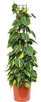 Plantenwinkel Philodendron scandens brasil colomnae M kamerplant Groen