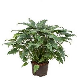 Plantenwinkel Philodendron xanadu L hydrocultuur plant Groen
