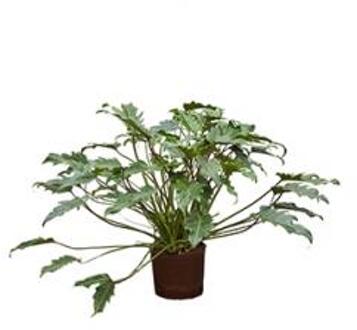 Plantenwinkel Philodendron xanadu M hydrocultuur plant Groen