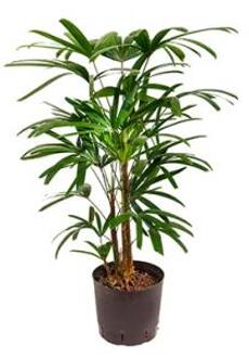 Plantenwinkel Rhapis palm excelsa M hydrocultuur plant Groen