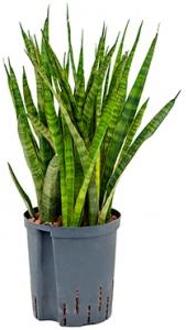 Plantenwinkel Sansevieria kirkii M hydrocultuur plant Groen