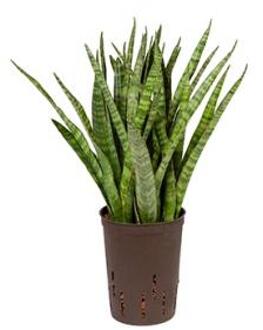 Plantenwinkel Sansevieria kirkii S hydrocultuur plant Groen