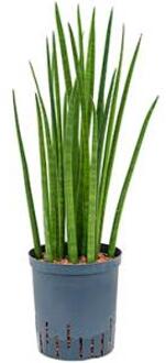 Plantenwinkel Sansevieria spikes M hydrocultuur plant Groen