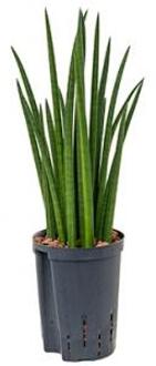 Plantenwinkel Sansevieria spikes S hydrocultuur plant Groen