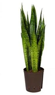 Plantenwinkel Sansevieria zeylanica M hydrocultuur plant Groen