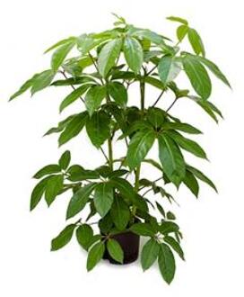Plantenwinkel Schefflera amate L hydrocultuur plant Groen