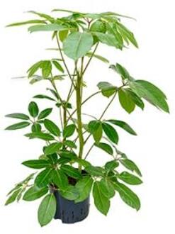 Plantenwinkel Schefflera amate M hydrocultuur plant Groen