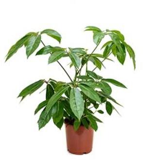 Plantenwinkel Schefflera amate S kamerplant Groen