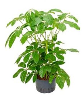 Plantenwinkel Schefflera amate XL hydrocultuur plant Groen